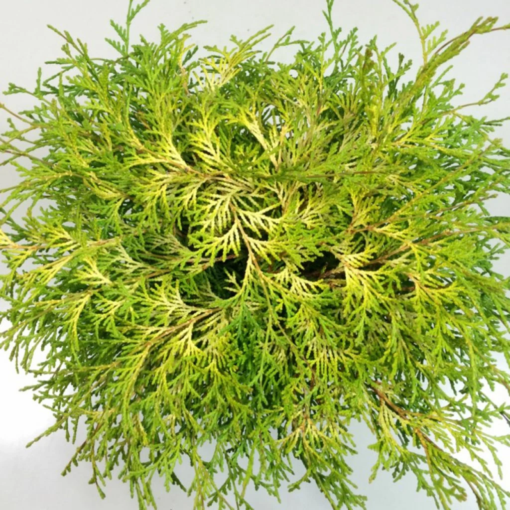 Chamaecyparis Obtusa Kamarachiba - Faux Cyprès Hinoki Du Japon 1 Chamaecyparis Obtusa Kamarachiba - Faux Cyprès Hinoki Du Japon