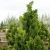 Chamaecyparis Obtusa Nana Gracilis - Faux CyprÃ¨s Du Japon