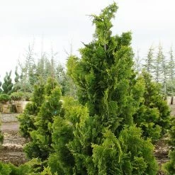 Chamaecyparis Obtusa Nana Gracilis - Faux CyprÃ¨s Du Japon
