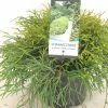 Chamaecyparis Pisifera Filifera Nana - CyprÃ¨s Sawara -Jardin De Fleurs Magasin Chamaecyparis pisifera Filifera Nana 640002 1