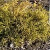 CyprÃ¨s Sawara - Chamaecyparis Pisifera Sungold -Jardin De Fleurs Magasin Chamaecyparis pisifera Sungold 0646002 1