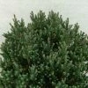 Chamaecyparis Thyoides Blue Rock -Jardin De Fleurs Magasin Chamaecyparis thyoides Versent Blue Rock 648002 1