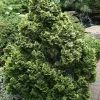 CyprÃ¨s Hinoki Du Japon - Chamaecyparis Obtusa Nana Aurea -Jardin De Fleurs Magasin Chamaecyparis obtusa Nana Aurea LD Wikimedia DJ.Stang 1003032 P