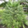 Chamaerops Humilis - Palmier Nain