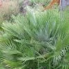 Chamaerops Humilis Compacta - Palmier Nain
