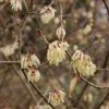 Chimonanthus Praecox Grandiflorus -Jardin De Fleurs Magasin Chimonanthus praecox Grandiflorus 82345 1