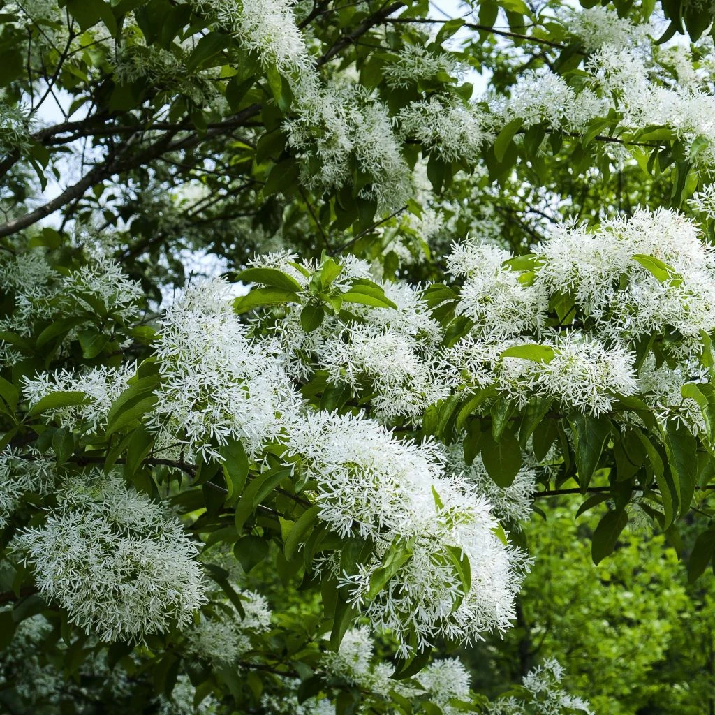 Chionanthus Retusus - Arbre De Neige 1 Chionanthus Retusus - Arbre De Neige