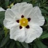 Cistus Alan Fradd - Ciste Pourpre Ã  Fleurs Blanches. -Jardin De Fleurs Magasin Cistus Alan Fradd 83037 1