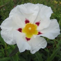 Cistus (x) Loretii - Ciste Ã  Feuilles Ã©troites