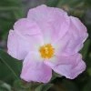 Cistus Argenteus Peggy Sammons - Ciste Hybride -Jardin De Fleurs Magasin Cistus argenteus Peggy sammons 82195 1