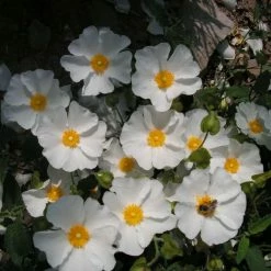 Cistus Corbariensis - Ciste Des CorbiÃ¨res