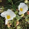Cistus Corbariensis Rospico - Ciste Des CorbiÃ¨res PanachÃ©. -Jardin De Fleurs Magasin Cistus corbariensis Rospico 83261 1