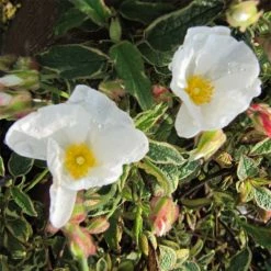 Cistus Corbariensis Rospico - Ciste Des CorbiÃ¨res PanachÃ©.