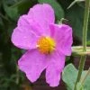 Cistus Creticus - Ciste De CrÃ¨te -Jardin De Fleurs Magasin Cistus creticus 781978 1