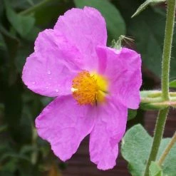 Cistus Creticus - Ciste De CrÃ¨te