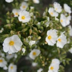 Cistus Monspeliensis - Ciste De Montpellier