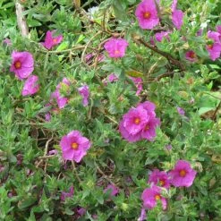 Cistus Pulverulentus - Ciste PulvÃ©rulent