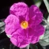 Cistus Pulverulentus Sunset - Ciste PulvÃ©rulent -Jardin De Fleurs Magasin Cistus pulverulentus Sunset 7901 1