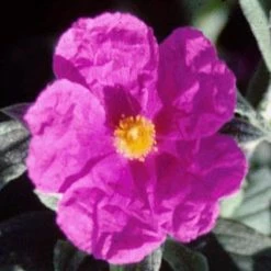 Cistus Pulverulentus Sunset - Ciste PulvÃ©rulent