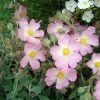 Ciste Silver Pink - Cistus Argenteus