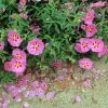 Cistus Purpureus Betty Taudevin - Ciste Pourpre 3 Cistus Purpureus Betty Taudevin - Ciste Pourpre -Jardin De Fleurs Magasin Cistus x purpureus Betty Taudevin 100248 1