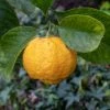 Citronnier Doux - Citrus Limetta Pursha -Jardin De Fleurs Magasin Citronnier doux Citrus limetta Pursha copyright 870431 1 1