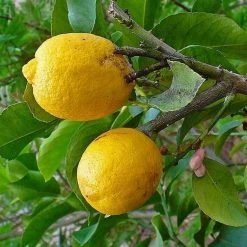 CÃ©dratier - Citrus Medica
