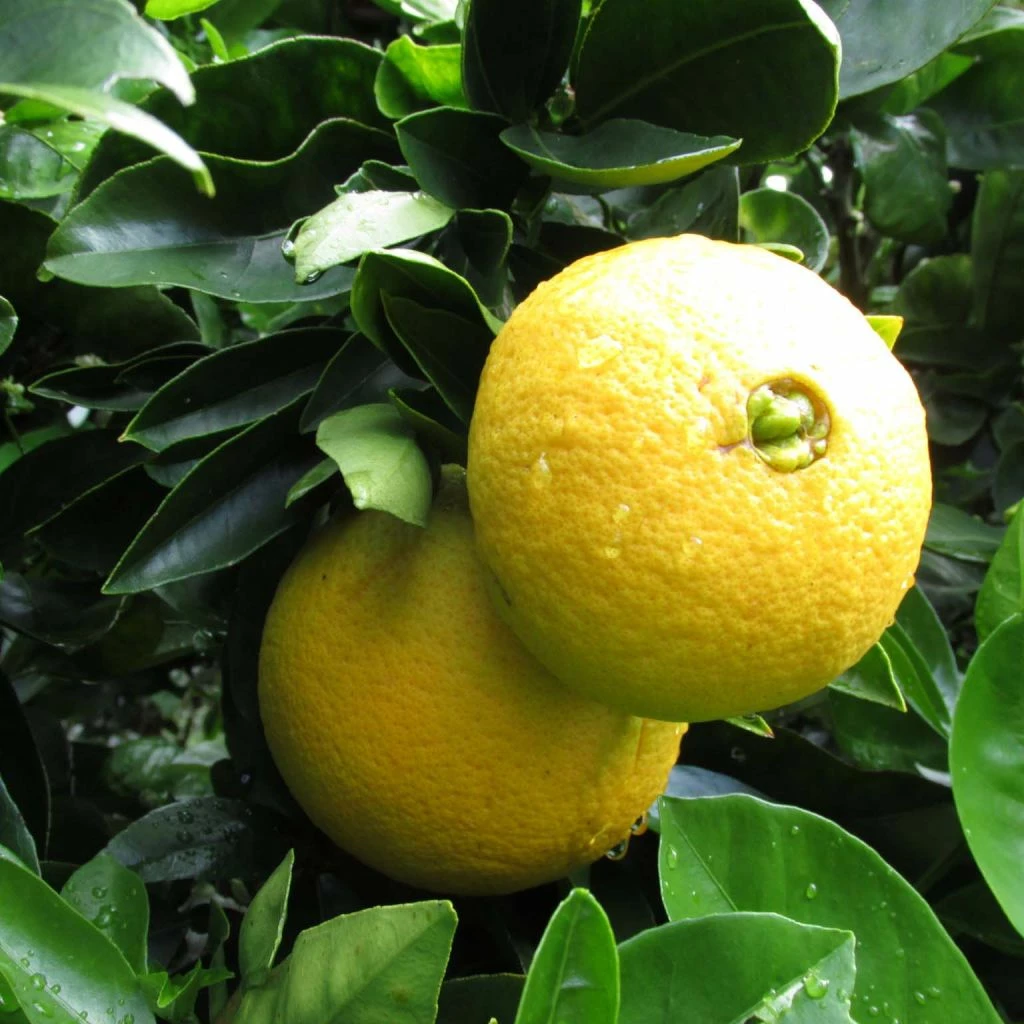 Oranger - Citrus Sinensis Washington Navel 1 Oranger - Citrus Sinensis Washington Navel
