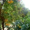 Mandarinier Satsuma - Citrus Unshiu -Jardin De Fleurs Magasin Citrus unshiu 83371 1