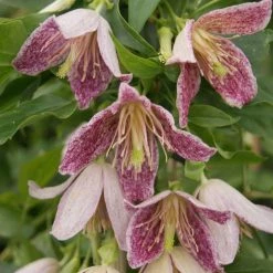 ClÃ©matite - Clematis Cirrhosa Advent Bells
