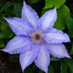 ClÃ©matite - Clematis Alice Fisk