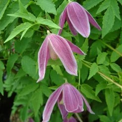 ClÃ©matite - Clematis Alpina Ruby