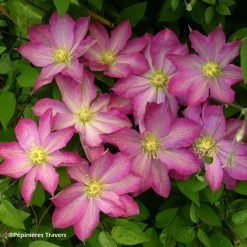 ClÃ©matite - Clematis Asao