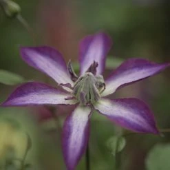 ClÃ©matite - Clematis Astra Nova