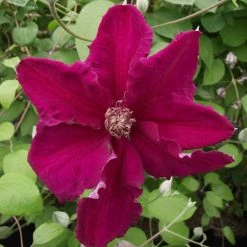 ClÃ©matite - Clematis Ernest Marckham
