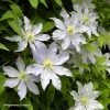 ClÃ©matite - Clematis Etoile NacrÃ©e -Jardin De Fleurs Magasin Clematis Etoile Nacree 87833 1