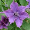 ClÃ©matite - Clematis Guiding Promise -Jardin De Fleurs Magasin Clematis Guiding promise evipo053 IF 87839 1 1