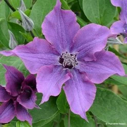 ClÃ©matite - Clematis Guiding Promise