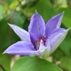 ClÃ©matite - Clematis Lawsoniana