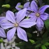 Clématite - Clematis Sugar Sweet (Scented Clem) 2 Clématite - Clematis Sugar Sweet (Scented Clem) -Jardin De Fleurs Magasin Clematis Scented Clem 83898 3