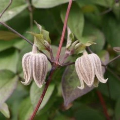 ClÃ©matite - Clematis Fusca