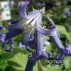 Clematis Heracleifolia CÃ´te D'Azur 2/3L -Jardin De Fleurs Magasin Clematis heracleifolia Cote d Azur 87807 1