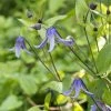 ClÃ©matite Integrifolia - Clematis Integrifolia Blue Boy LivrÃ© En Hauteur 60 Cm En Pot De 1,5l/2l -Jardin De Fleurs Magasin Clematis integrifolia Blue Boy copyright 10096811 1
