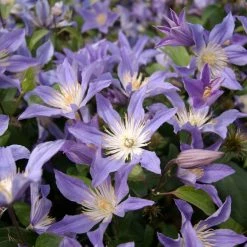 ClÃ©matite - Clematis Integrifolia Blue River