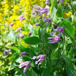 ClÃ©matite - Clematis Integrifolia Jessica