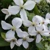 ClÃ©matite - Clematis Forever Friends -Jardin De Fleurs Magasin Clematis jackmanii Forever Friends 83606 2