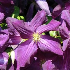 ClÃ©matite - Clematis Jackmanii Purpurea