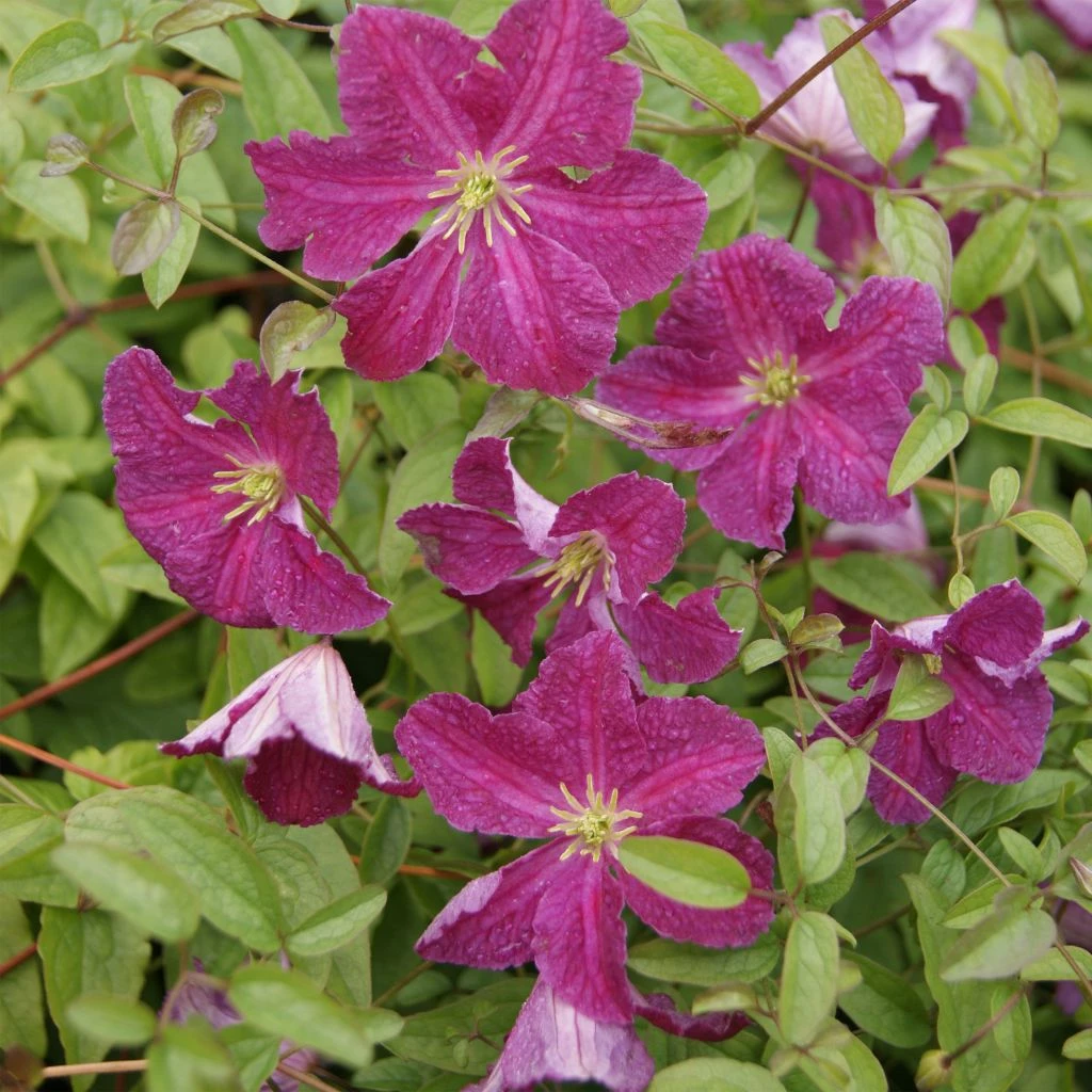 Clématite - Clematis Viticella Abundance 1 Clématite - Clematis Viticella Abundance