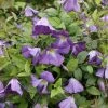 ClÃ©matite Italienne - Clematis Viticella Little Bas -Jardin De Fleurs Magasin Clematis viticella Little Bas IF 1011351 1
