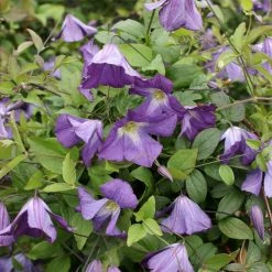 ClÃ©matite Italienne - Clematis Viticella Little Bas